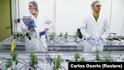 Студенти в лабораторії марихуани у Ніагарському коледжі, Онтаріо, Канада, 9 жовтня 2018 р.