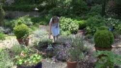 Ботанічний сад, що об'єднує світ у столиці США. Відео