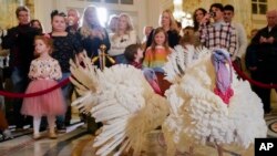 Dva ćurana, Liberti i Bel, koje su primili predsedničko pomilovanje u Beloj kući pred Dan zahvalnosti, prisustvuju konferenciji za novinare, 19. novembra 2023, u Vilard Interkontinental hotelu u Vašingtonu (AP/Jacquelyn Martin)