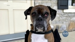 Допомога ближнім під час карантину у США. Відео