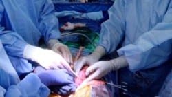 In this photo provided by the University of Alabama at Birmingham, surgeons check whether kidneys from a genetically modified pig are working in the body of a deceased recipient in September 2021. (UAB via AP)