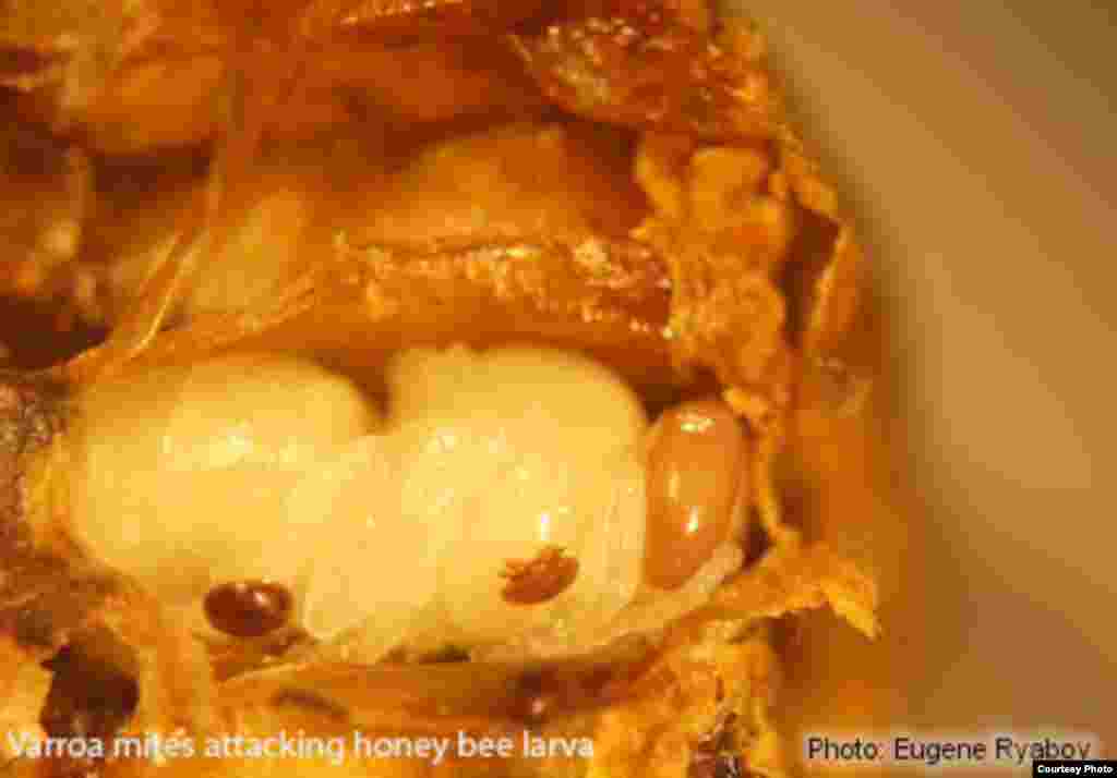 The Varroa mite is a major threat to honey bee colonies. It feeds on the 'blood' of the insects and in the process transmits many different types of harmful virus. (Photo: Eugene Ryabov)