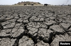 FILE - Buffalos on the dried-up Chandola Lake in Ahmedabad, India, March 30, 2016. The drought-- very dry conditions-- meant water shortages for the country's animals and people..