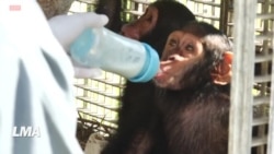 Au Gabon, un sanctuaire pour les singes rescapés du braconnage