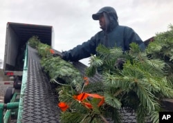 In this November 2018 photo, Felipe Delgado, an employee at Silver Bells Tree Farm in Silverton, Ore., loads Christmas trees onto a conveyor belt and into a semi-trailer for transport to Los Angeles and San Diego, where they will be sold at tree lots. (AP Photo)