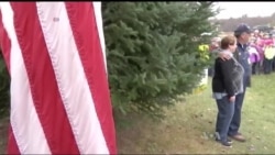 Головні ялинки країни, що прикрасять Білий дім та Конгрес. Відео