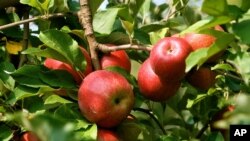 په افغانستان کې بزګزان په مرکزي ولایتونو کې زیات د مڼو باغونه لري.