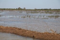 ដីស្រែក្នុង​ឃុំច្រណូក ខេត្តកំពង់ឆ្នាំង ដែល​ត្រូវបាន​អាជ្ញាធរ​ហាមឃាត់​មិន​ឲ្យ​ធ្វើ​ស្រែ​បន្ត​ទៀត កាលពី​ថ្ងៃទី១១ ខែធ្នូ ឆ្នាំ​២០២១។(ស៊ុន ណារិន/វីអូអេ)