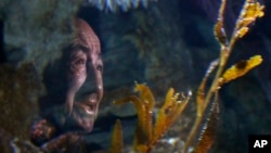 In this Jan. 3, 2019, photo, 84-year-old Wilson Menashi, of Lexington, Mass., is reflected in the glass of an octopus tank at the New England Aquarium, in Boston. (AP Photo/Steven Senne)