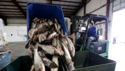 In this February 11, 2020, photo, Asian carp are unloaded at Two Rivers Fisheries in Wickliffe, Kentucky.