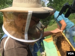 Former coal miner James Scyphers looks for the Queen bee from his beehive in West Virginia. (J.Taboh/VOA)