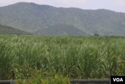 ចម្ការអំពៅនៅក្នុងស្រុកឱរ៉ាល់ ខេត្តកំពង់ស្ពឺ ដែលគ្រប់គ្រងដោយឧកញ៉ាលី យ៉ុងផាត់ សមាជិកព្រឹទ្ធសភារបស់គណបក្សប្រជាជនកម្ពុជា (ស៊ុន ណារិន/VOA)