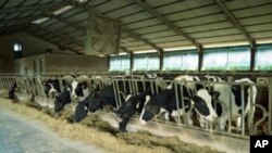 Animals in many large livestock-raising operations around the world get a small but steady dose of certain antibiotics in their feed.