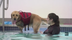 Як собаки ходять у басейн знімати стрес та зміцнювати здоров’я. Відео