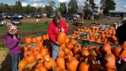 Pumpkins More Popular than Ever in US