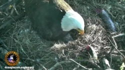 Baby Eagles Get Their Names