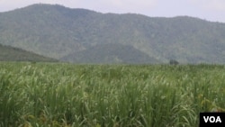 A sugar farm belonging to CPP Senator Ly Yong Phat, in Kampong Speu province, Cambodia, August 24, 2018. (Sun Narin/VOA Khmer)