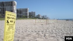 El plan para salvar a las tortugas será el primero a gran escala para salvar miles de tortugas recién nacidas.