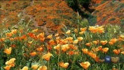 Маковий бум у Каліфорнії: цвітуть гектари диких квітів. Відео