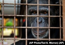 Jamie, a chimp who lives at Chimpanzee Sanctuary Northwest near Cle Elum, Wash., looks through a window of an enclosure.