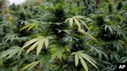 El 62% de los encuestados dijo dice que el consumo de por lo menos un tipo de droga es un problema grave en sus comunidades.