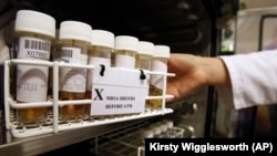 FILE - Methicillin-resistant Staphylococcus aureus (MRSA) broths are shown in this file photo. Scientists have discovered a bacteria in people's noses that produces an antibiotic effective in treating a strain of the superbug MRSA.