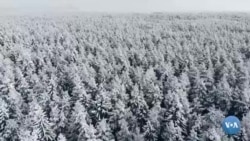 Amerikaga sayohat: Alyaska