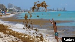 A tourist tosses sargassum into the air at Marlin Beach in Cancun, Mexico May 30, 2021. (REUTERS/Paola Chiomante)