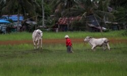 រូបឯកសារ៖ ស្រែរបស់កសិករក្នុងក្រុងកំពត ខេត្តកំពត ដែលត្រូវបានទឹកប្រៃហូរចូល កាលពីថ្ងៃទី ២ ខែតុលា ឆ្នាំ ២០២១។ (ស៊ុន ណារិន/វីអូអេ)