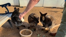 Algunos los conocen como canguros, otros como pie grande, pueden alcanzar una velocidad de 60 kilómetros por hora y saltar más de 8 metros de distancia. Son herbívoros y muy curiosos.