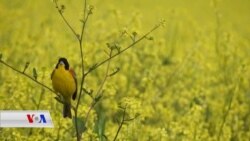 Pêşrew Mehdî di Nav Xwezayê de Wênegirî Dike