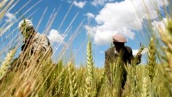 የምግብ ዋስትና ፕሮግራም ከኢትዮጵያ ገጠሮች ወደ ከተሞች መጥቷል