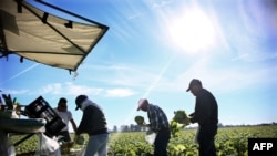 FILE - Mexican farmworkers are seen harvesting lettuce in a field outside of Brawley, California, in the Imperial Valley, Jan. 31, 2017.