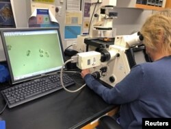 A Florida Fish and Wildlife Conservation Commission Harmful Algal Bloom scientist counts Karenia brevis (red tide) cells during water sampling processing, July 31, 2018.