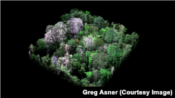 Three-dimensional image using laser-guided imaging spectroscopy taken by CAO shows natural color of trees in one hectare of rainforest