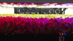 “垂直农业”让种植更经济环保