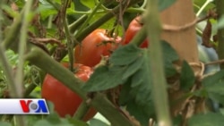 Kichik hovlidan barakali hosil, Amerika hayotidan