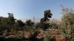 Quiz - Choose Native Plants for Your Garden