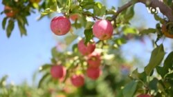 美中贸易战对美国果类行业影响如何？