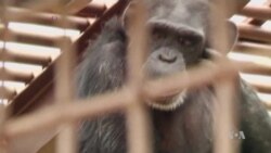 After Lives as Experiment Subjects, Retirement with Dignity