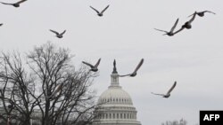 ԱՄՆ Կոնգրես