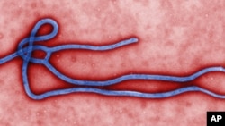 Colorized transmission electron micrograph (TEM) reveals some of the form, structure of an Ebola virus (undated file image).