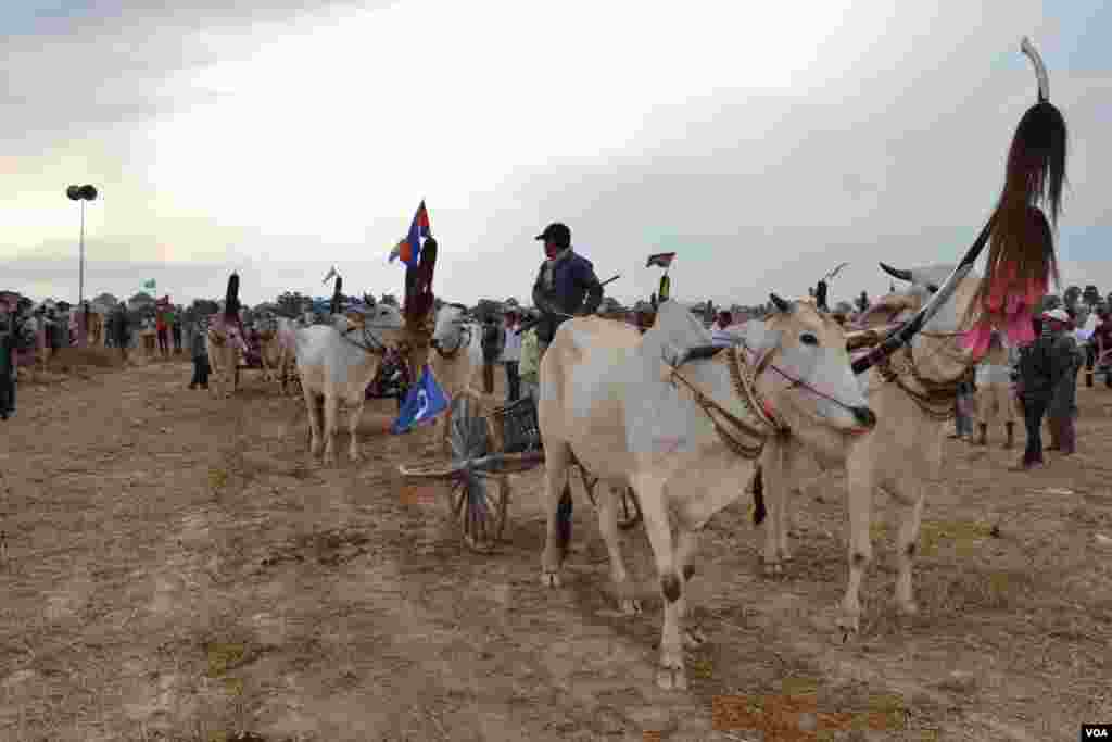 សមាសភាព​គោ​​​ និង​អ្នក​បរ​ចូលរួម​ក្នុង​ការ​ប្រណាំង​រទេះ​សាឡីគោ​នៅ​ឃុំ​រលាំងគ្រើល ស្រុក​សំរោងទោង ខេត្ត​កំពង់ស្ពឺ កាល​ពី​ថ្ងៃ​ទី​០៧ ខែមេសា ឆ្នាំ​២០១៩។ (ណឹម សុភ័ក្រ្តបញ្ញា/VOA)