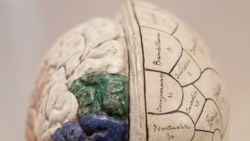 Quiz - Scientists Create ‘Social Network’ of Brains to Share Thoughts