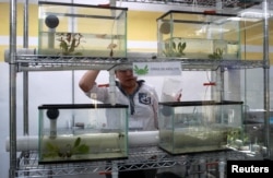 A specialist checks the axolotls as they swim in fishbowls in a laboratory at the new Axolotl Museum and Amphibians Conservation Centre, at Chapultepec Zoo in Mexico City, Mexico, January 25, 2023. (REUTERS/Henry Romero)