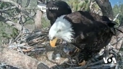В Каліфорнії в родині білоголових орланів народилося пташеня. Відео