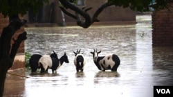 រូប​ឯកសារ ៖ សត្វ​ពពែ​នៅ​ដើរ​តែល​តោល​ ក្រោយ​ម្ចាស់​វា​ស្វែង​រក​ទី​សុវត្ថិភាព​ខ្លួន​ឯង​ នៅ​តំបន់​ភាគ​ខាង​ត្បូង​ប្រទេស​ម៉ាឡាវី។ 