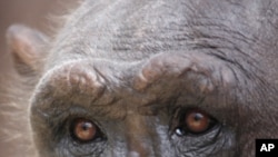 Study: Chimps Used in Medical Research Show Signs of Post-Traumatic Stress