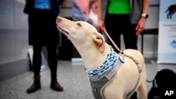 Sniffer dog K'ssi works at the Helsinki airport in Vantaa, Finland, Sept. 22, 2020.