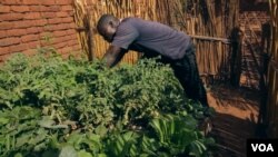 Malawi Home Gardens